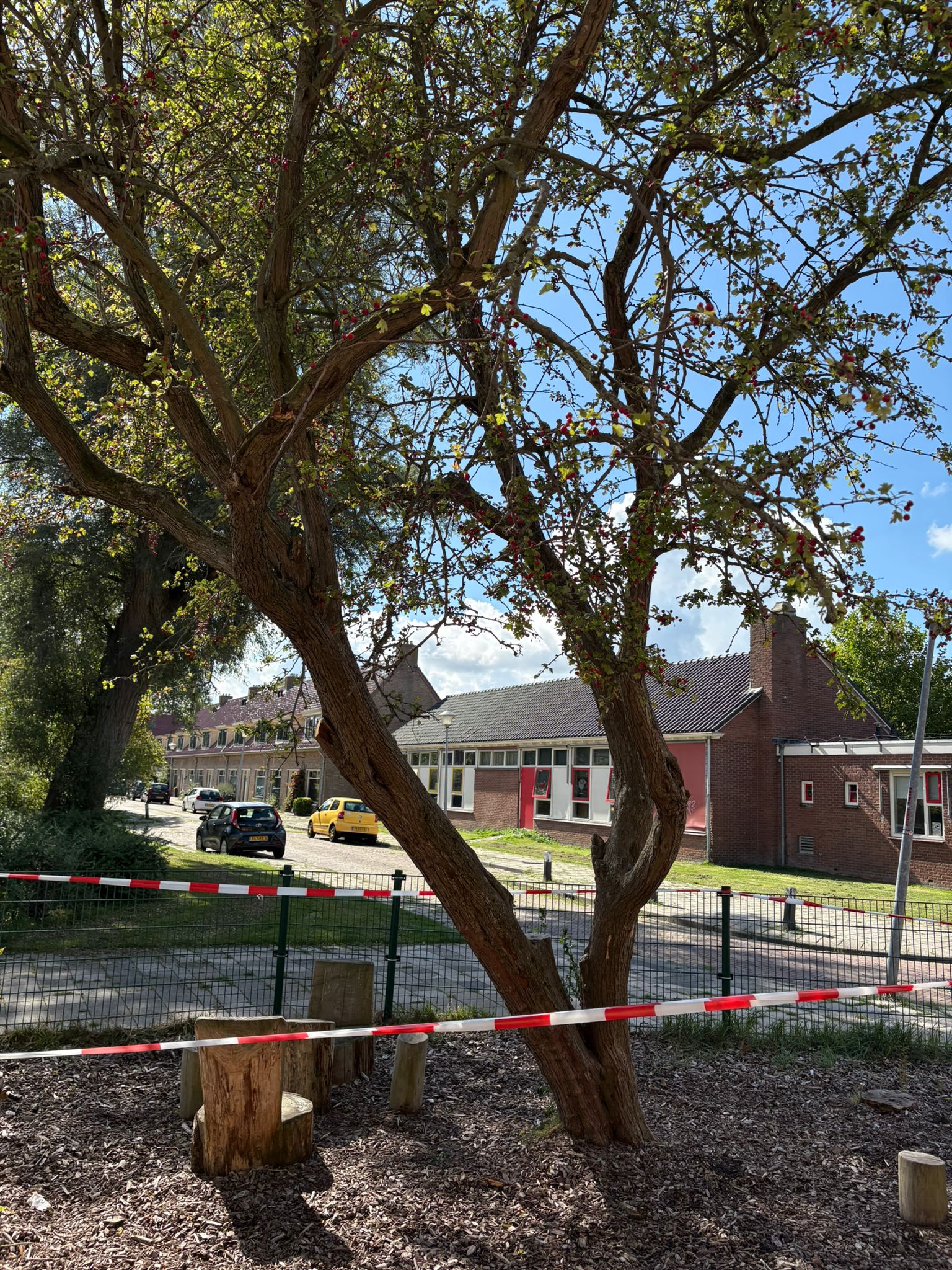 Wespen rond deze boom